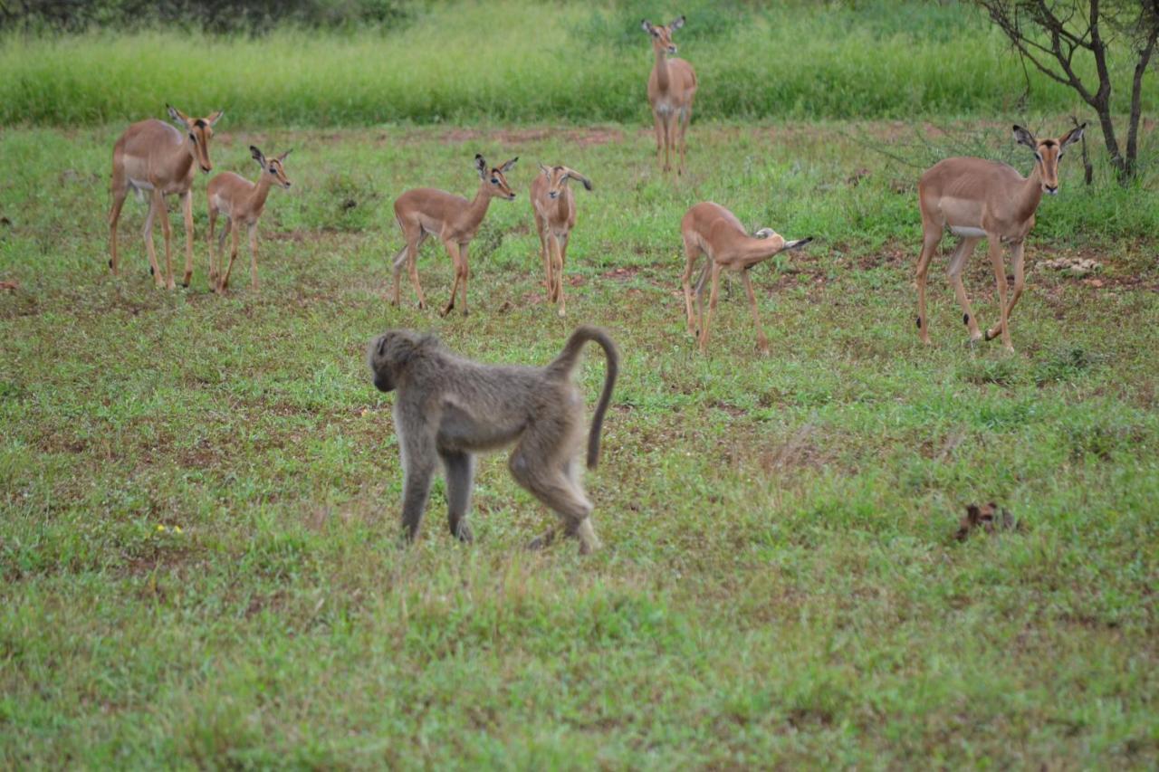 Mali Mali Safari Lodge Hoedspruit Eksteriør billede
