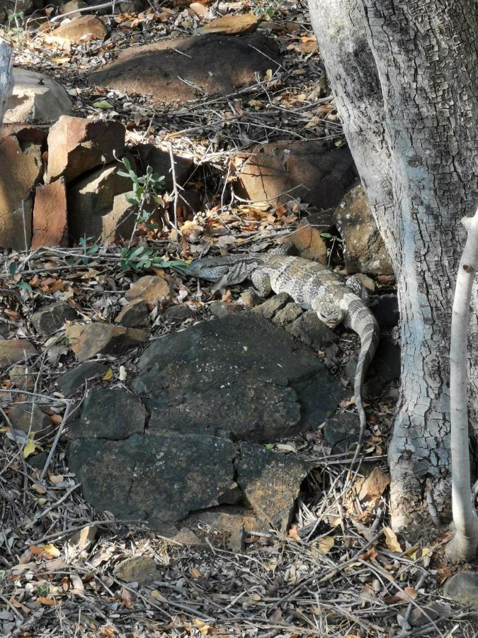 Mali Mali Safari Lodge Hoedspruit Eksteriør billede